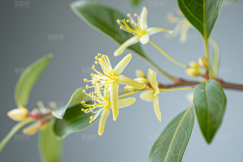 桂花初秋芬芳摄影图