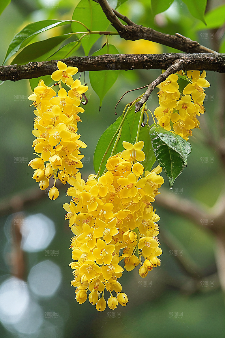 桂花秋季金桂摄影图