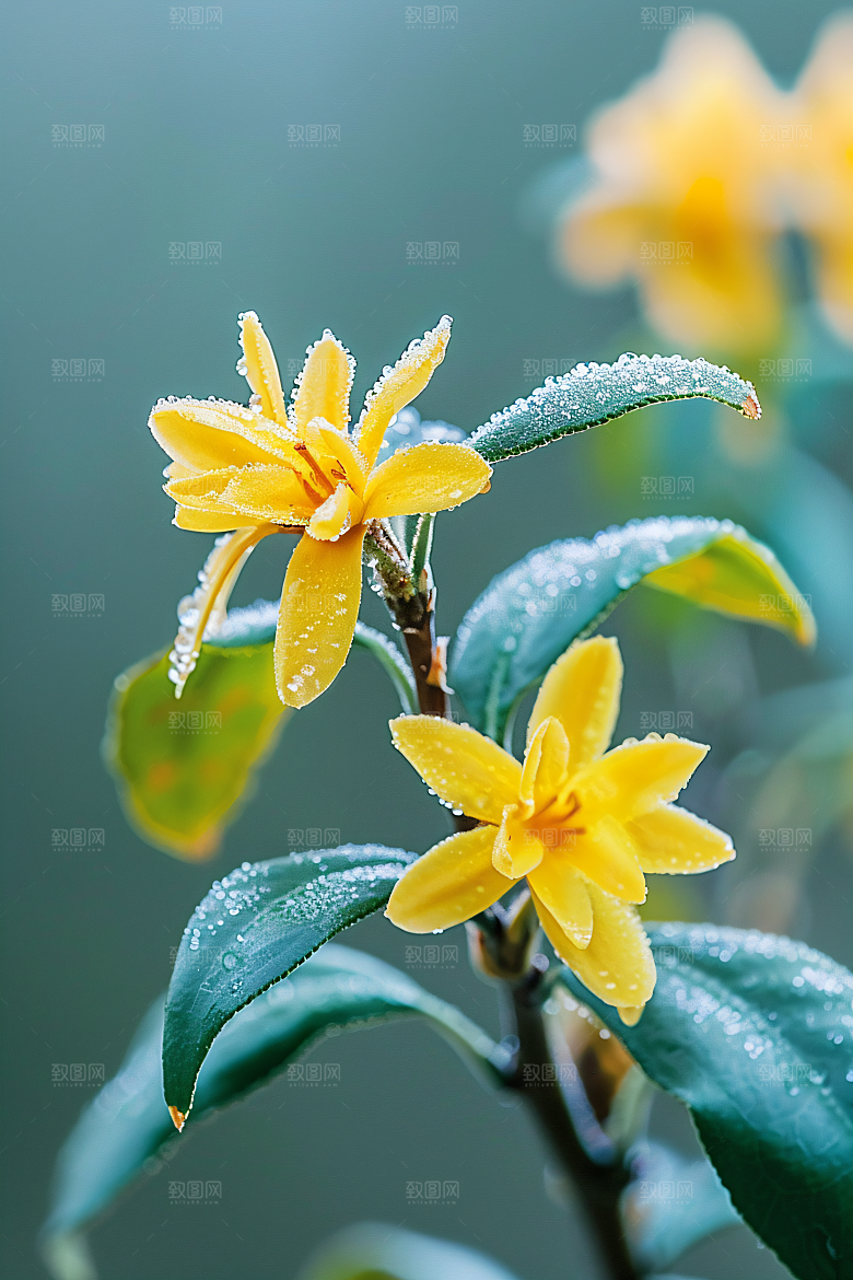 桂花唯美金桂摄影图