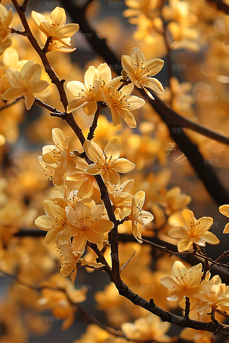 桂花自然花卉摄影图
