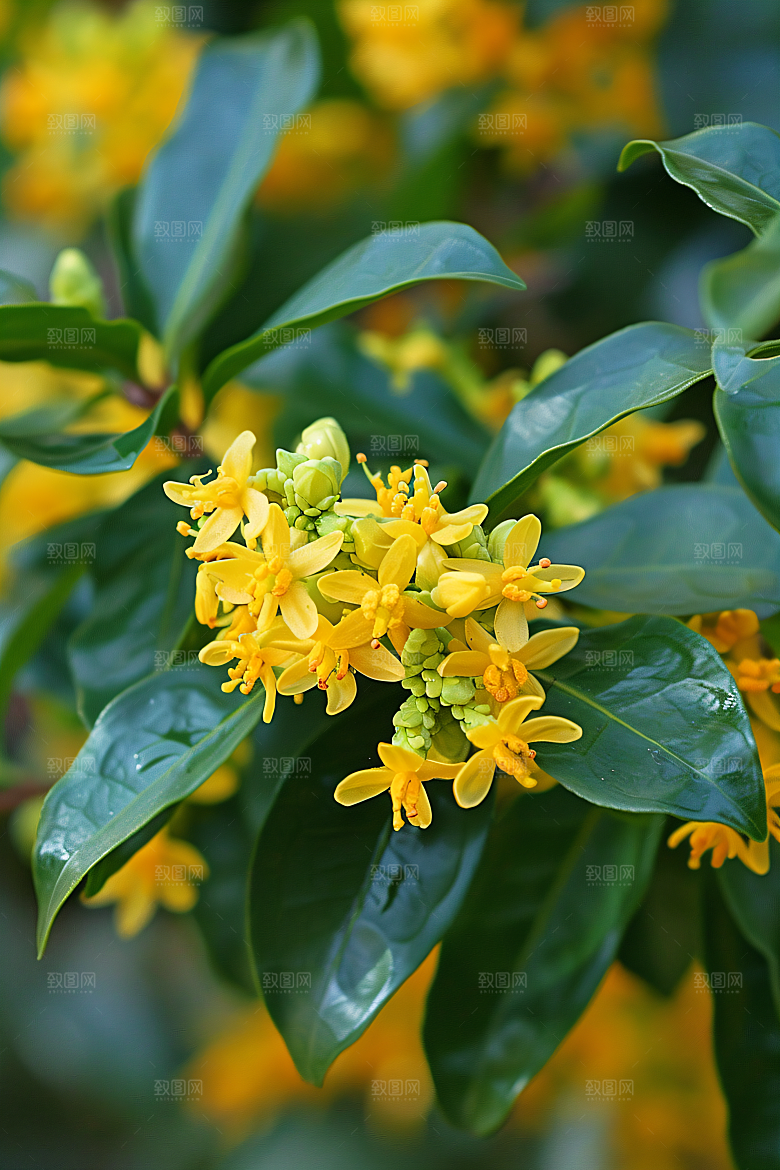 桂花唯美芬芳摄影图