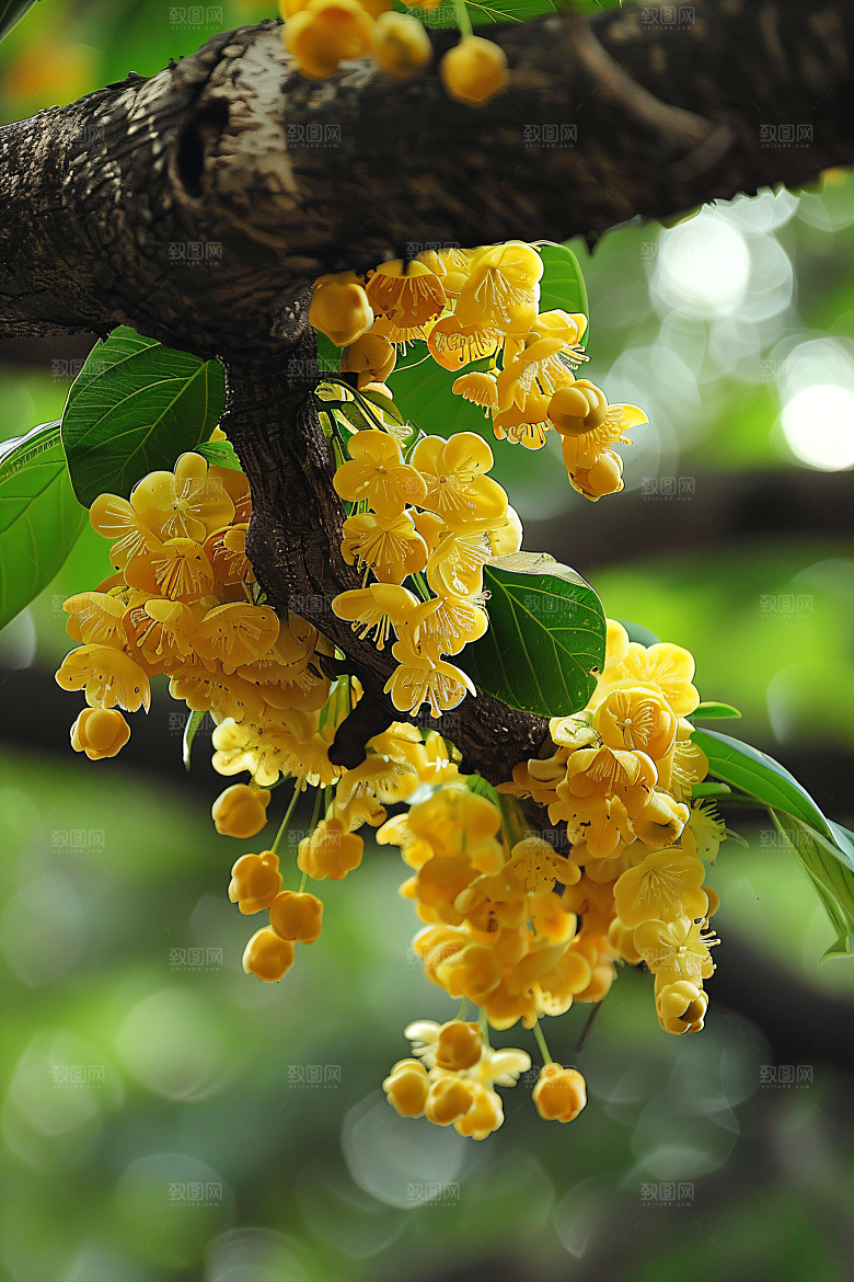 桂花花朵芬芳摄影图