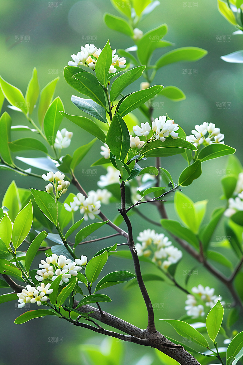桂花唯美树木摄影图
