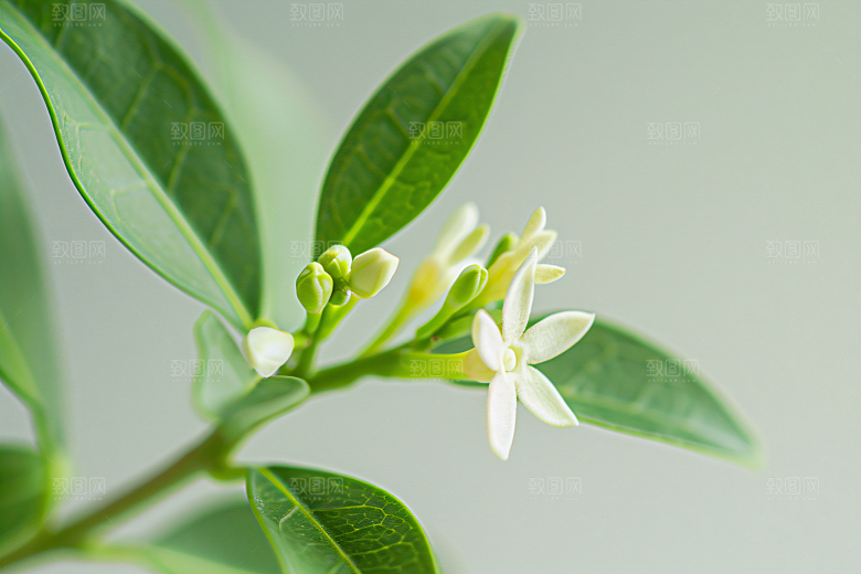 桂花花朵金桂摄影图