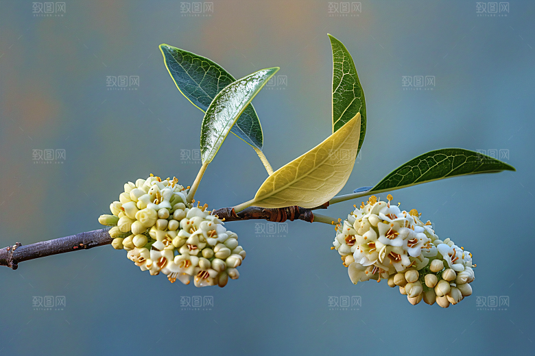 桂花芬芳金桂摄影图