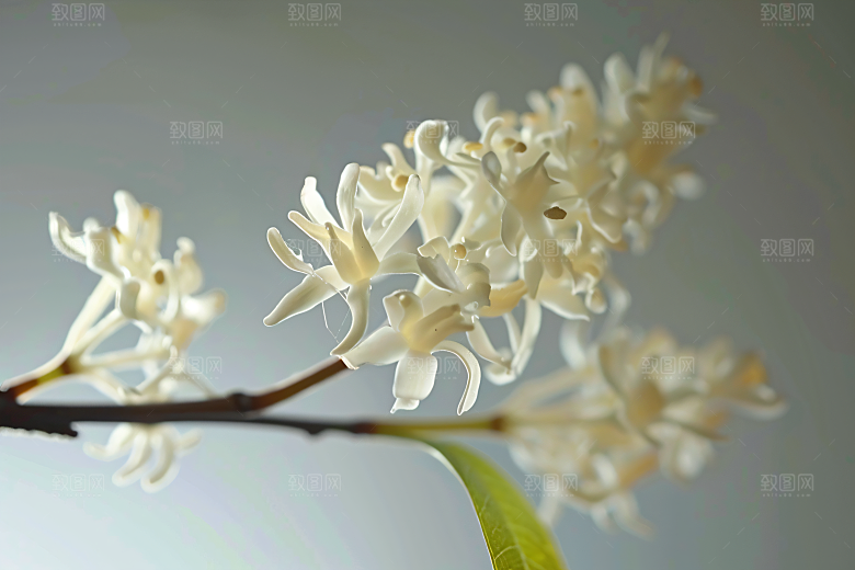 桂花四季桂秋季摄影图