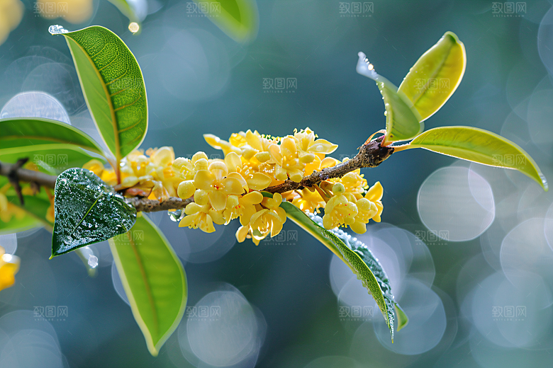 桂花高清自然摄影图