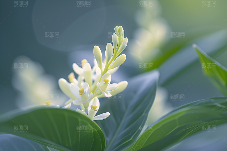 桂花四季桂芳香摄影图