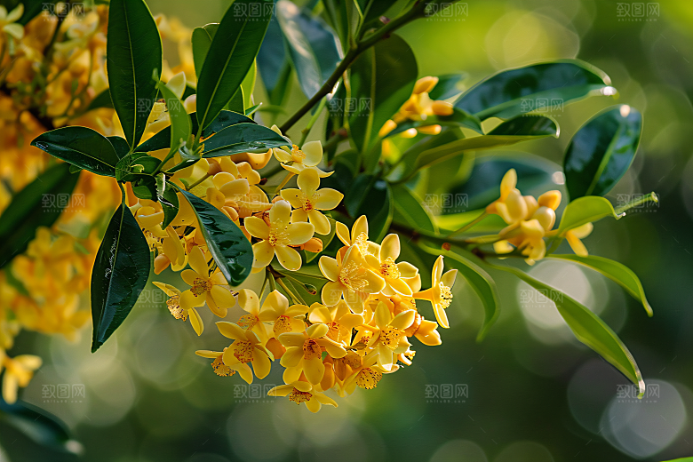 桂花花朵高清摄影图