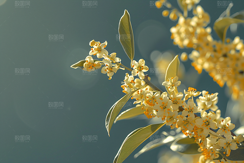 桂花花朵唯美摄影图