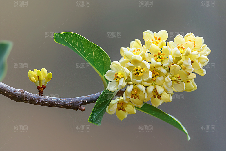 桂花唯美植物摄影图