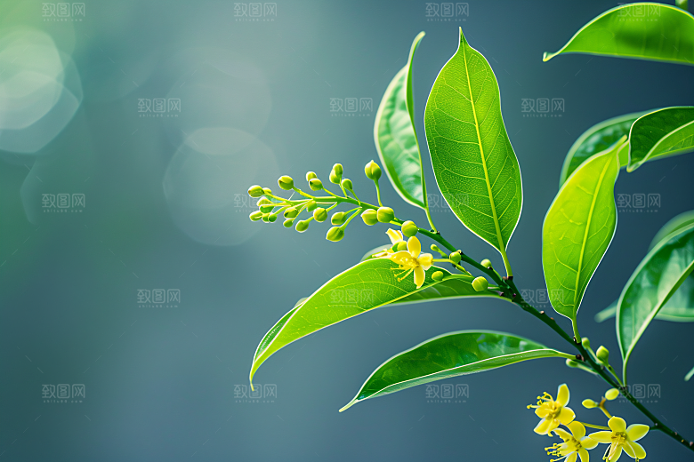 桂花植物初秋摄影图