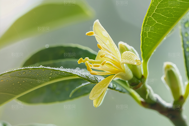 桂花初秋芬芳摄影图