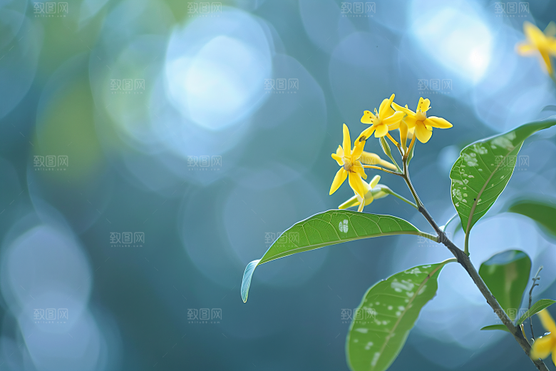 桂花四季桂唯美摄影图