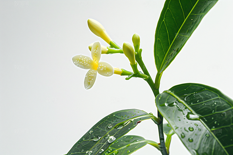 桂花花卉树木摄影图