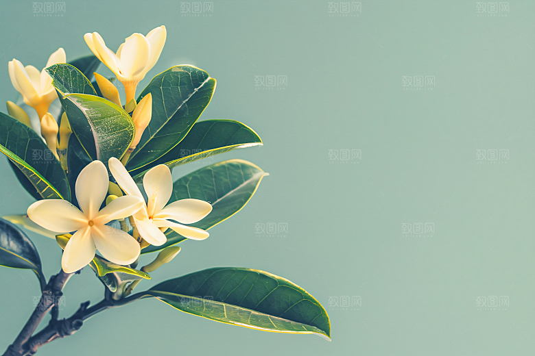 桂花芬芳花朵摄影图