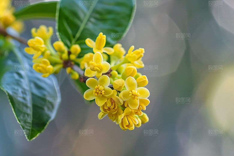 桂花树木芬芳摄影图