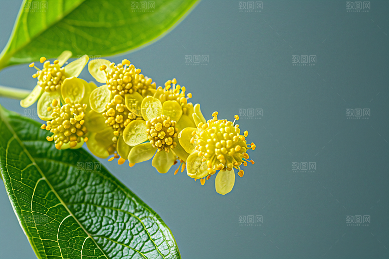桂花花朵秋季摄影图