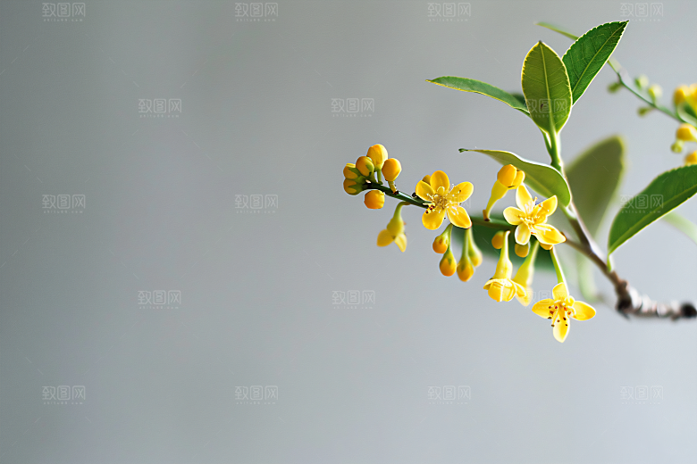 桂花金桂花朵摄影图