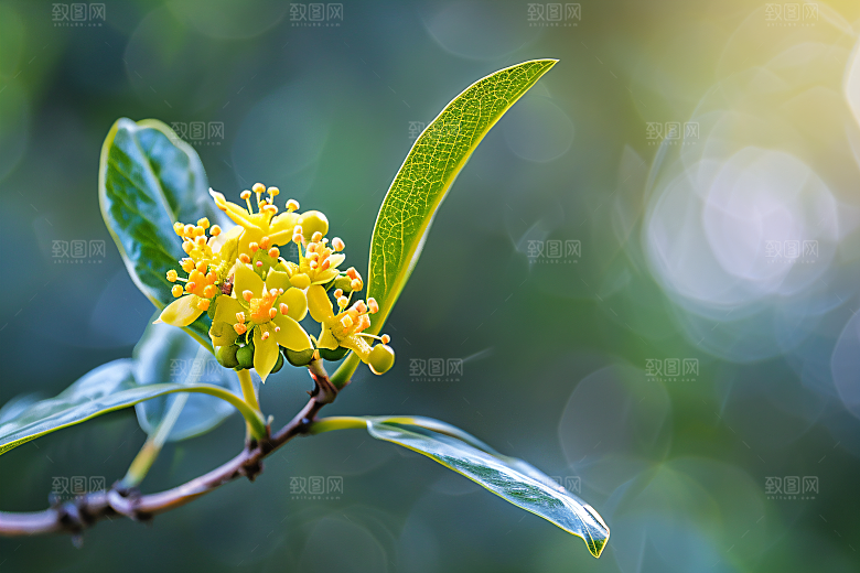 桂花自然初秋摄影图
