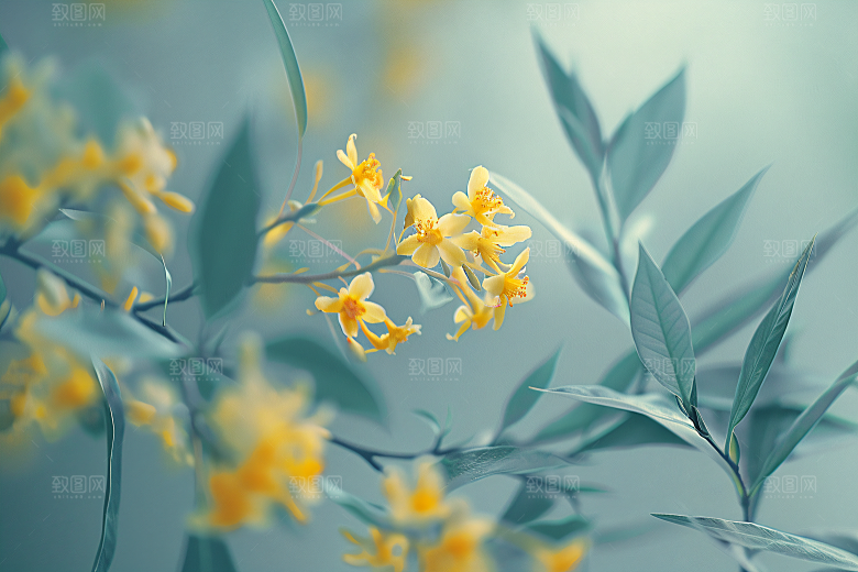 桂花芳香花卉摄影图