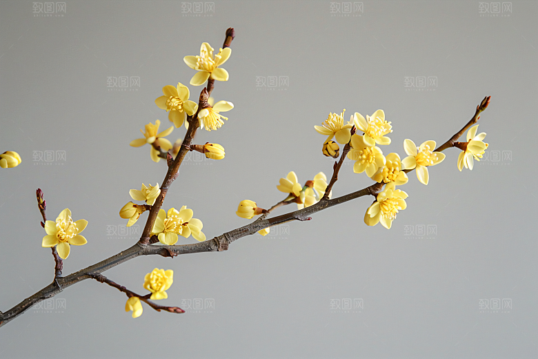 桂花唯美芬芳摄影图