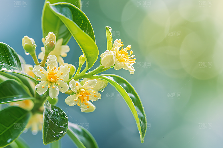 桂花花卉秋季摄影图