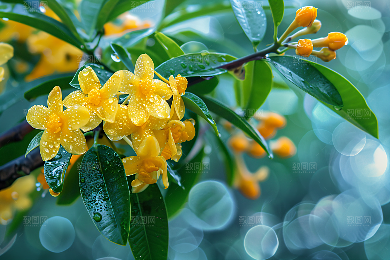 桂花高清唯美摄影图
