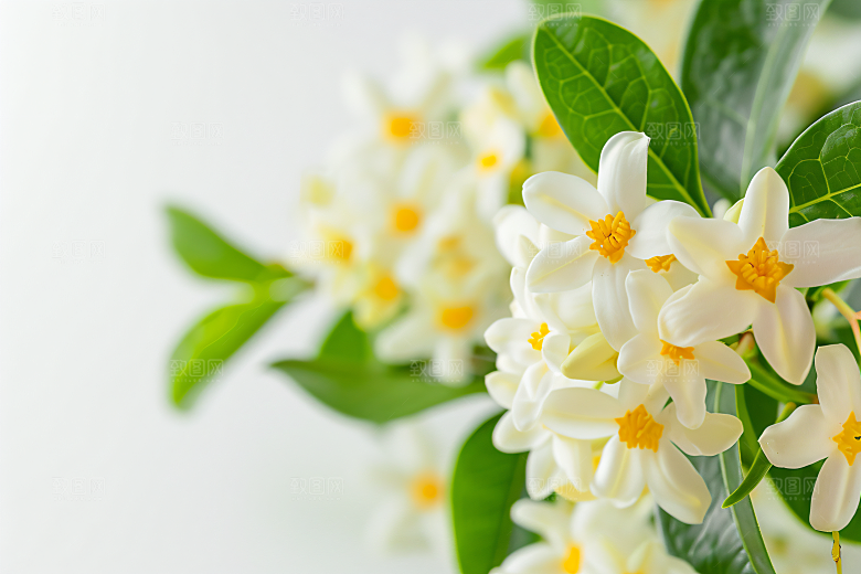 桂花四季桂植物摄影图