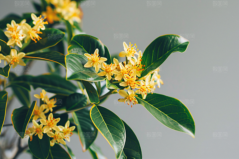 桂花高清金桂摄影图