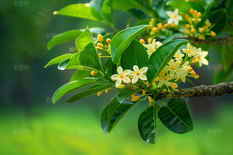 桂花高清四季桂摄影图