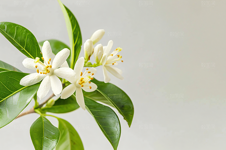桂花花朵清新摄影图
