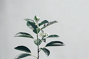 桂花花卉清新摄影图