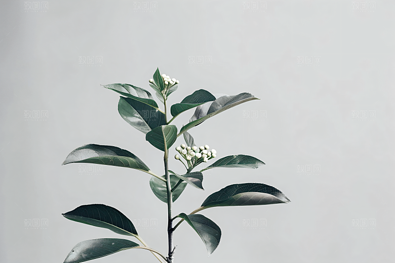桂花花卉清新摄影图