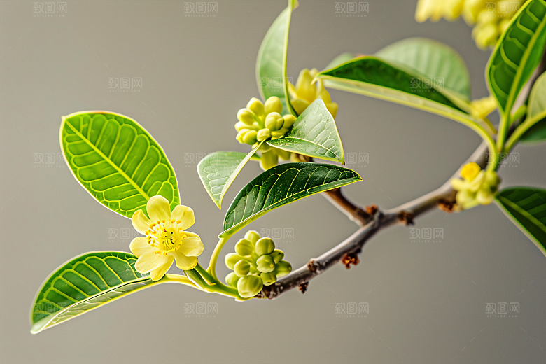桂花秋季自然摄影图