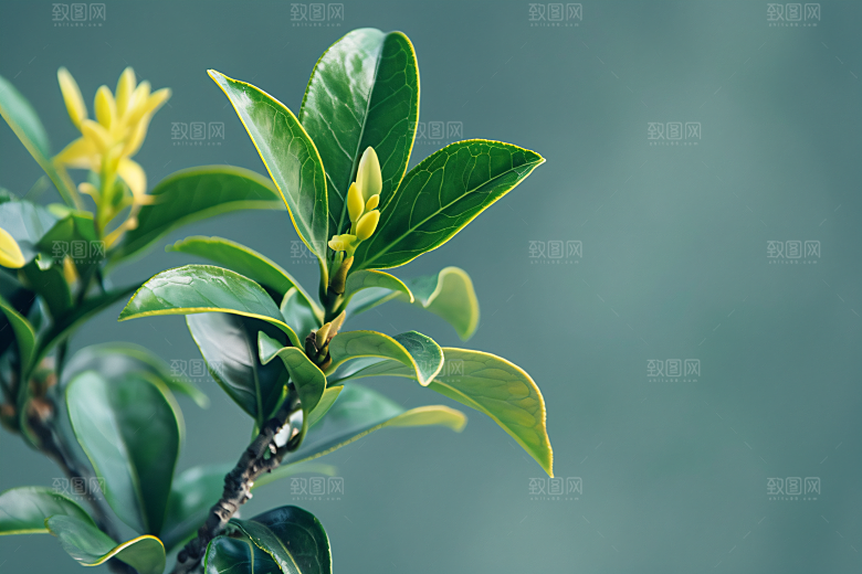 桂花金桂芳香摄影图