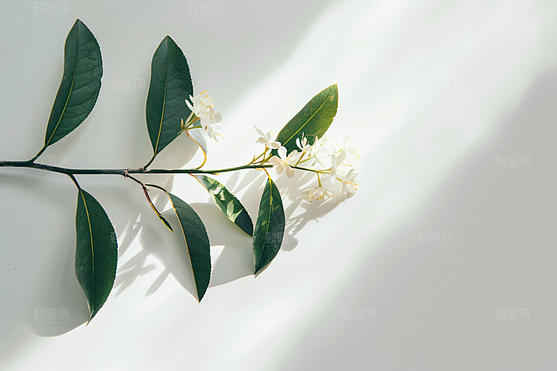 桂花清新初秋摄影图