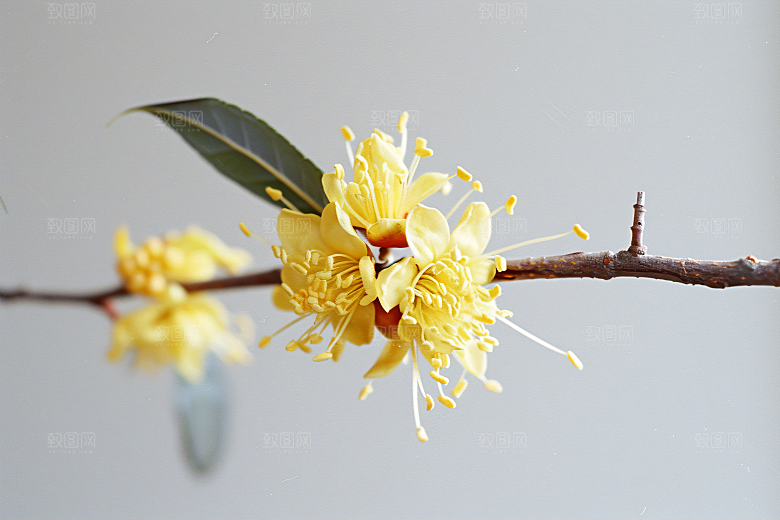 桂花芳香金桂摄影图