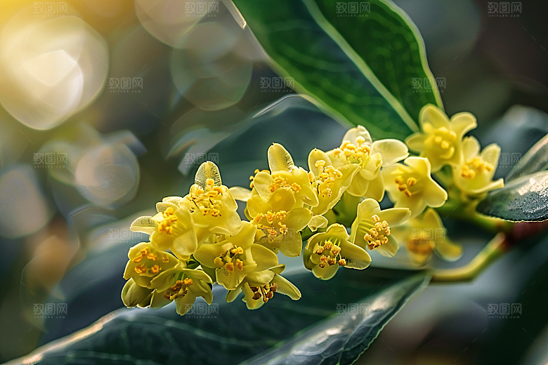 桂花清新初秋摄影图