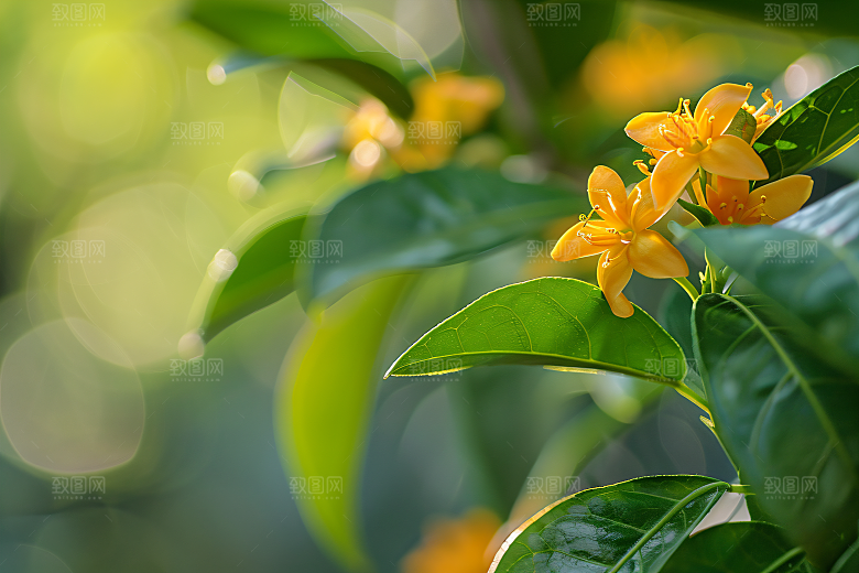 桂花高清花朵摄影图