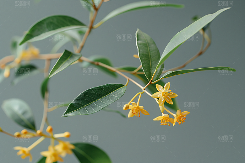 桂花秋季芳香摄影图