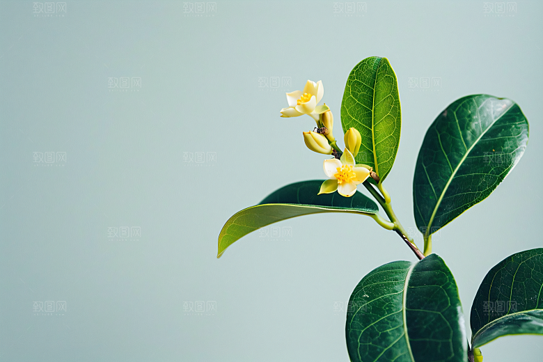 桂花芬芳金桂摄影图