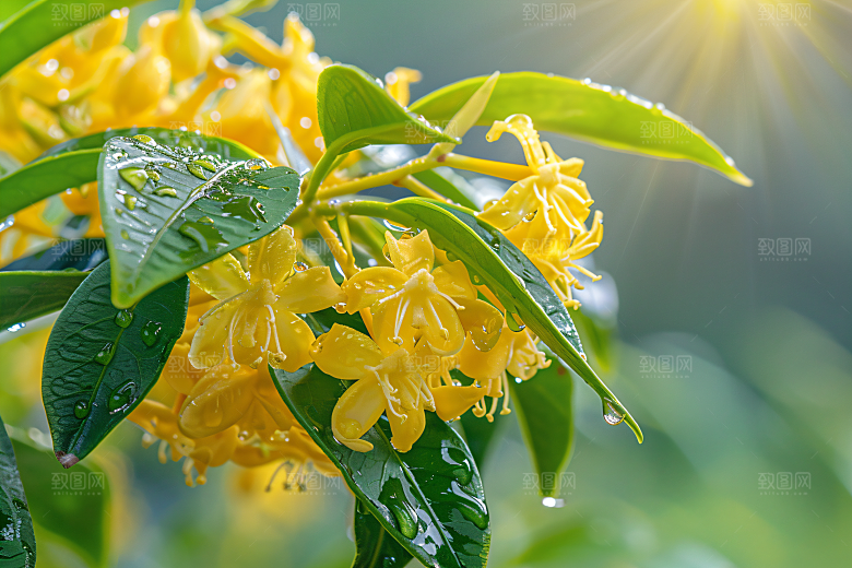 桂花芳香高清摄影图
