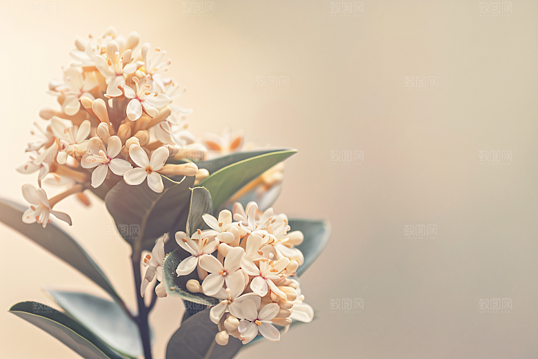 桂花唯美初秋摄影图