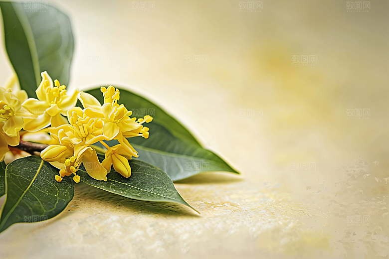 桂花芳香金桂摄影图