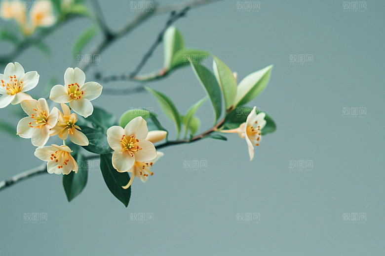 桂花金桂树木摄影图