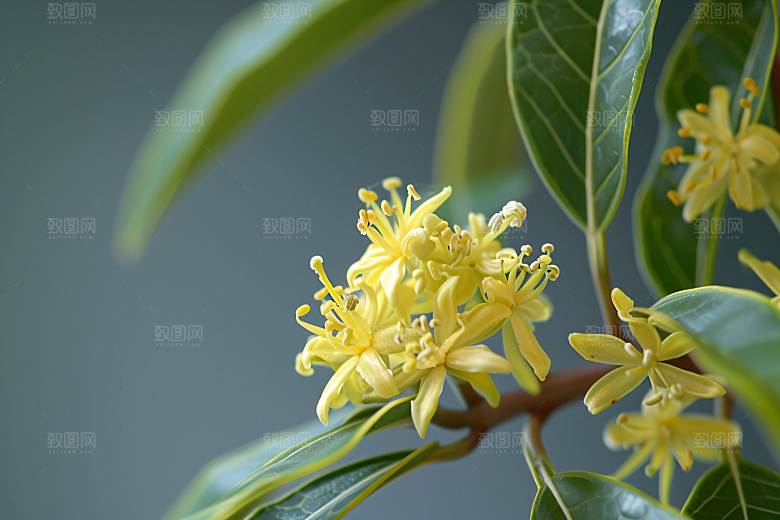 桂花初秋花卉摄影图