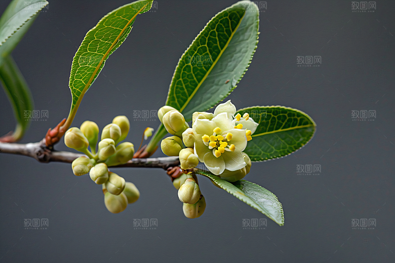 桂花花卉清新摄影图