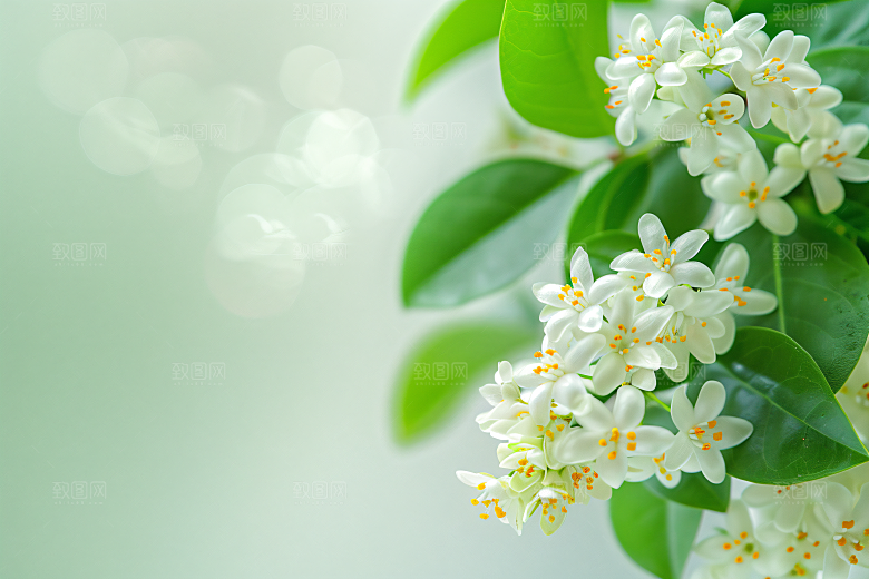 桂花初秋花卉摄影图