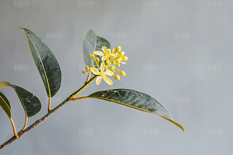 桂花唯美清新摄影图